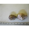 Image 3 : CAMEO SHELL, CARVED & 2 CARVED SMALLER SHELLS