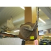 Image 2 : SM. MOUNTED MOOSE HORNS