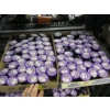 Image 1 : 2 FLATS OF GRAPE VODKA JELLO SHOTS