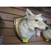 Image 2 : MOUNTED COYOTE HEAD W/BROKEN LOWER JAW