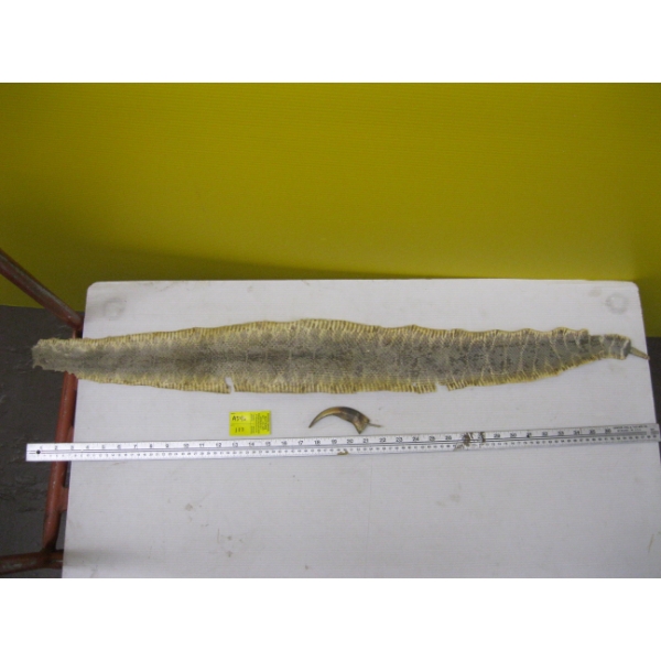 RATTLESNAKE SKIN & A GRIZZLY BEAR CLAW