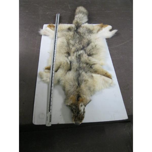 TANNED COYOTE HIDE