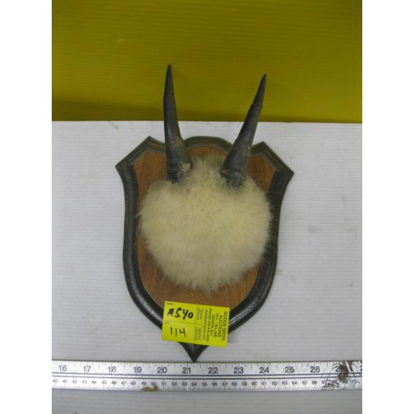 SET OF HORNS ON PLAQUE