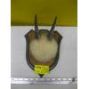 Image 1 : SET OF HORNS ON PLAQUE