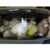 Image 2 : SM. FURRY ANIMALS