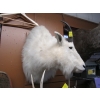 Image 2 : MOUNTED MOUNTAIN GOAT HEAD
