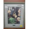 Image 1 : FRAMED PRINT "RENEWAL", 199/500 BY KEN FARRIS