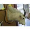 Image 2 : MOUNTED MOUNTAIN GOAT HEAD