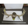 Image 1 : MOOSE HORNS