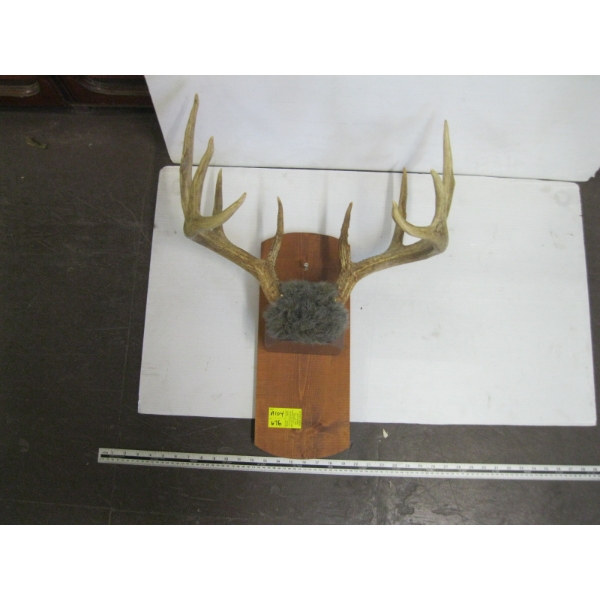 SET OF WHITETAIL DEER HORNS