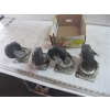 Image 1 : CASTORS - SET OF 4