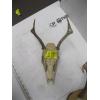 Image 4 : 2 SKULLS W/ANTLERS & SET OF ANTLERS MOUNTED ON WOOD
