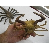 Image 2 : 2 WOODEN FIGURINES - CRAB & SCORPION
