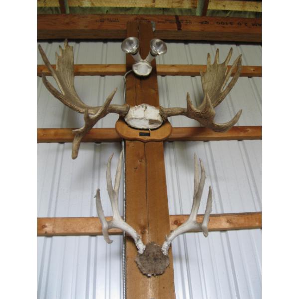 LG. SET OF MOOSE HORNS & SET OF DEER HORNS