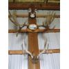 Image 1 : LG. SET OF MOOSE HORNS & SET OF DEER HORNS