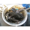 Image 2 : BUCKET OF MISC. BOLTS, ETC.