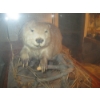 Image 2 : BEAVER IN GLASS DISPLAY CASE