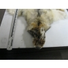 Image 2 : TANNED COYOTE HIDE