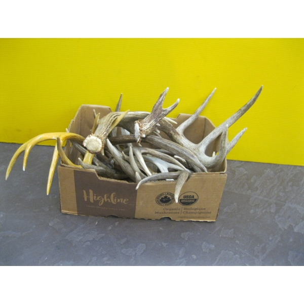 FLAT OF SMALL ANTLERS