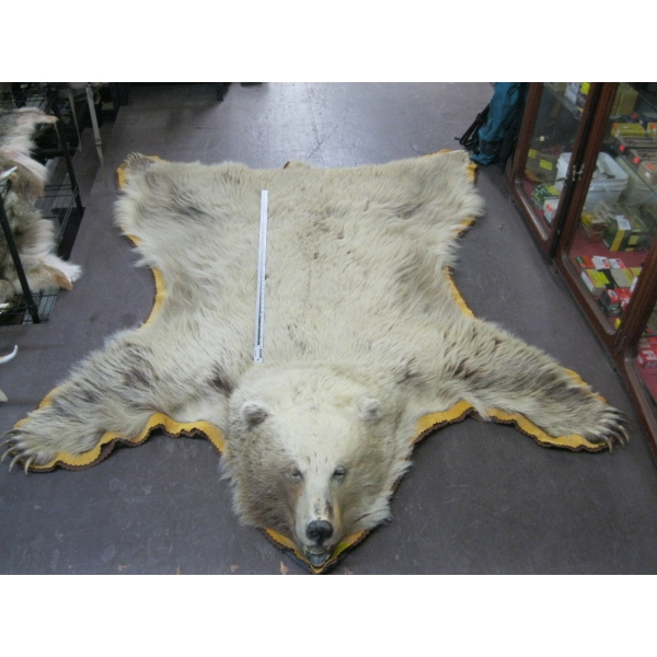 TANNED GRIZZLY HIDE WITH HEAD MOUNT