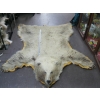 Image 1 : TANNED GRIZZLY HIDE WITH HEAD MOUNT