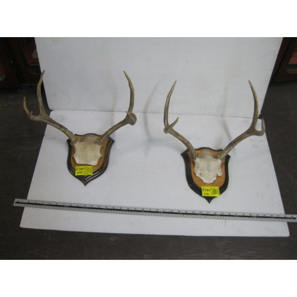 2 MOUNTED SETS OF WHITETAIL DEER HORNS