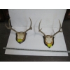 Image 1 : 2 MOUNTED SETS OF WHITETAIL DEER HORNS