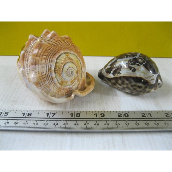 2 SHELLS - 1 W/CARVING OF ELEPHANTS
