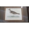 Image 2 : 2 FRAMED PRINTS OF BIRDS