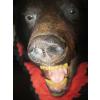 Image 2 : BLACK BEAR RUG W/HEAD MOUNT