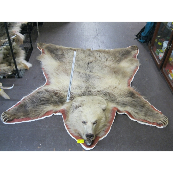 TANNED GRIZZLY HIDE WITH HEAD MOUNT