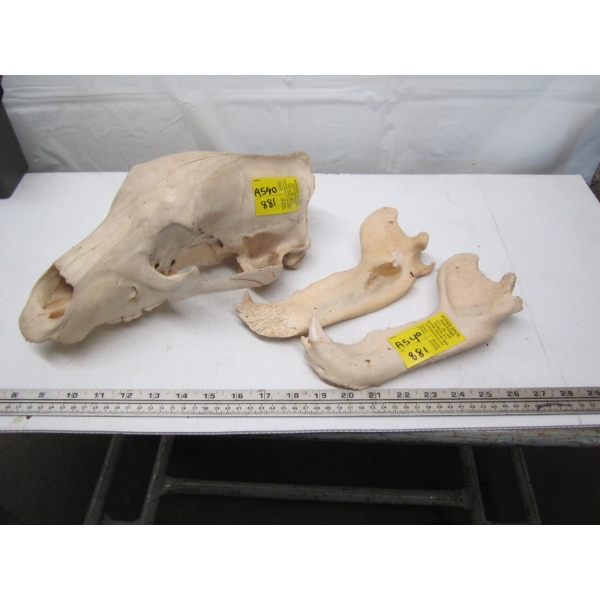 BEAR SKULL W/LOWER JAW