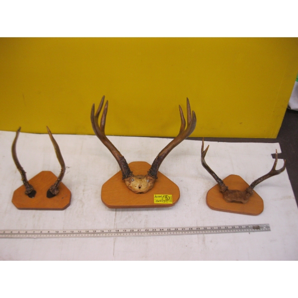 3 SETS OF MOUNTED ANTLERS