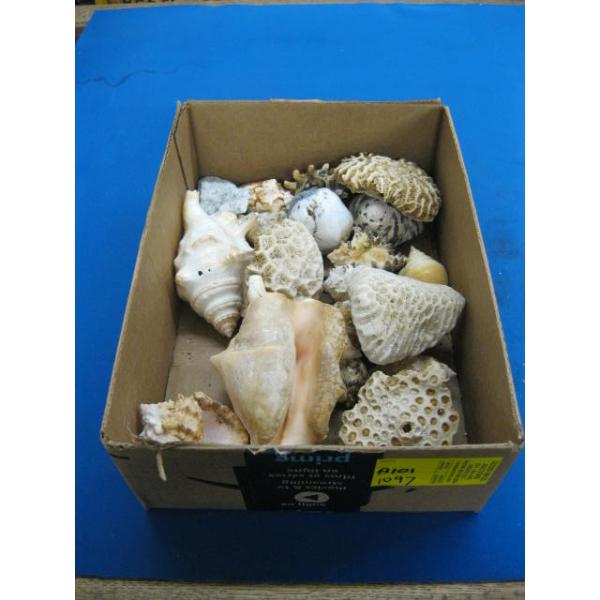 SEASHELLS
