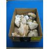Image 1 : SEASHELLS