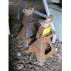 Image 1 : PAIR OF AXLE STANDS