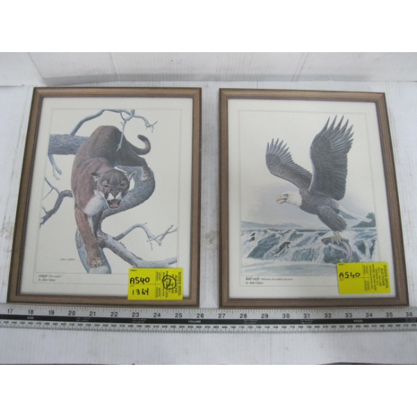 PAIR OF FRAMED PRINTS - COUGAR & BALD EAGLE