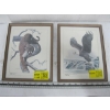 Image 1 : PAIR OF FRAMED PRINTS - COUGAR & BALD EAGLE
