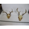 Image 1 : 2 SETS OF DEER HORNS ON PLAQUES