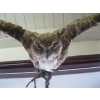 Image 3 : MOUNTED GREAT HORNED OWL