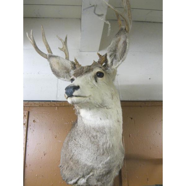 MOUNTED MULE DEER