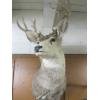Image 1 : MOUNTED MULE DEER