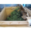 Image 9 : LG. LOT OF ASST. HALLOWEEN DECORATIONS