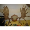 Image 1 : MOUNTED SET OF MOOSE HORNS