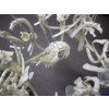 Image 2 : BONE W/SKULL WINDCHIME