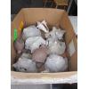 Image 1 : ASST. SHELL & GARDEN ORNAMENTS