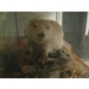 Image 3 : BEAVER IN GLASS DISPLAY CASE