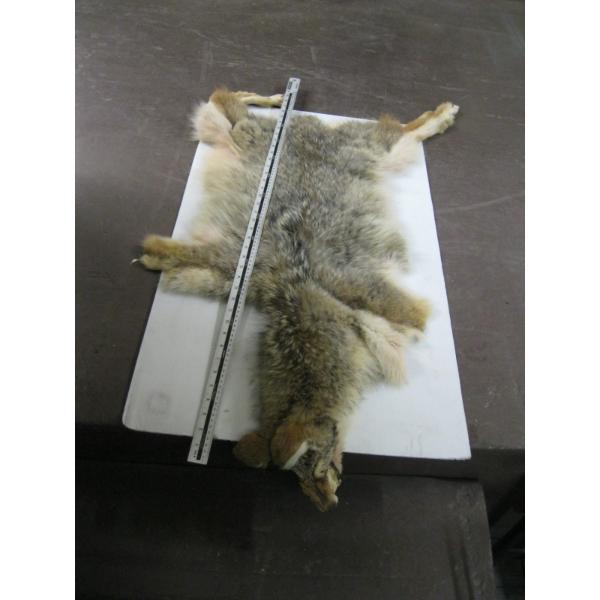 TANNED COYOTE HIDE