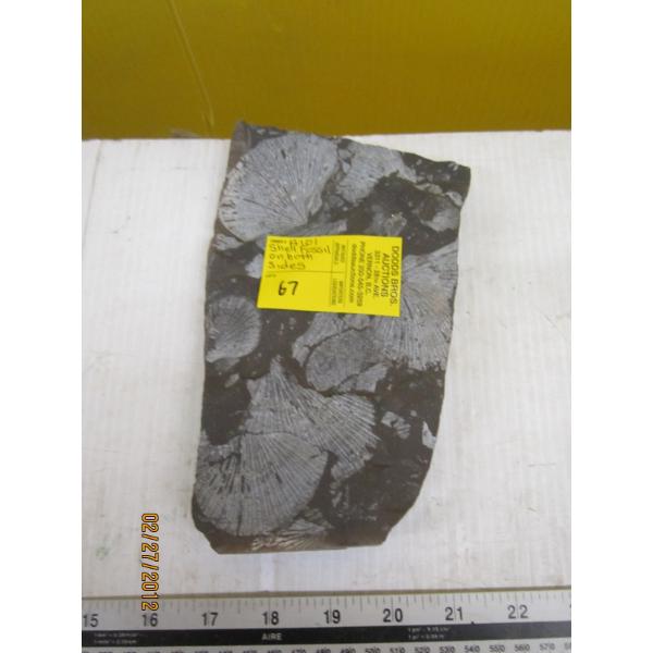 SHELL FOSSIL ON BOTH SIDES