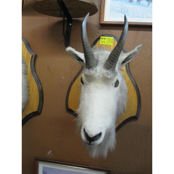 MOUNTED MOUNTAIN GOAT HEAD